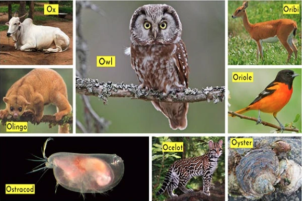 Animals beginning with O