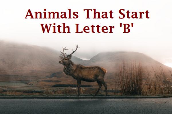 Name Of Animals With B