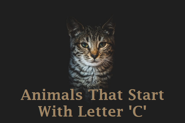 Animals Starting From Letter C