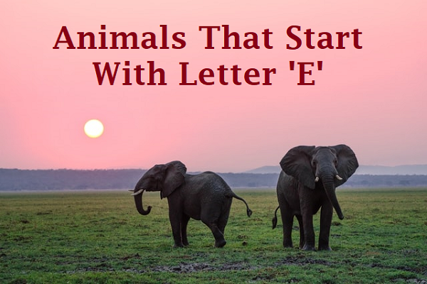 Animals That Start With E List Of Animals Ink Fruit
