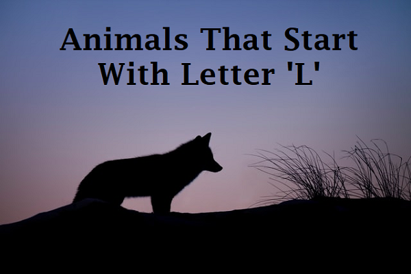 List of Animals Starting with L