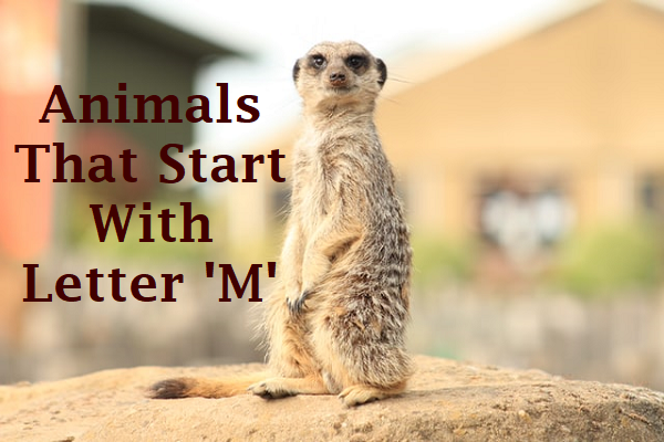 Animals That Start With The Letter M