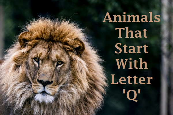 Animals Begins With Q