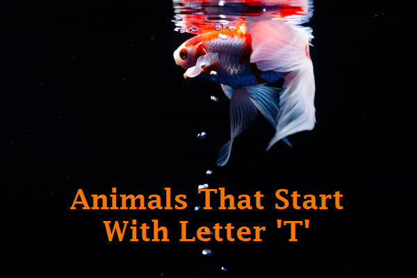 Animals Begins With T