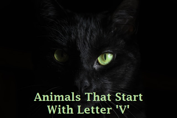 Creatures That Begins With The Letter 'V'