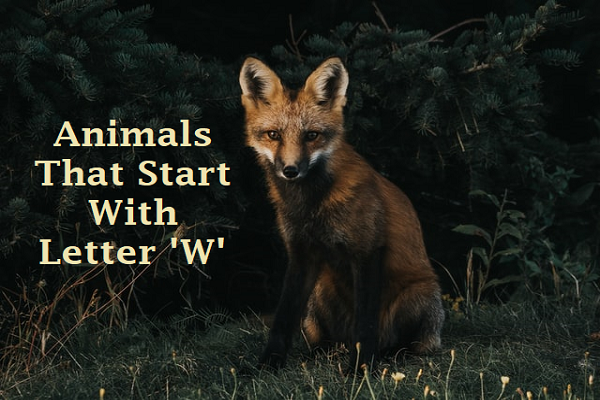 Animals Begins With W