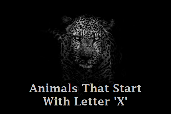 Animal Names With X