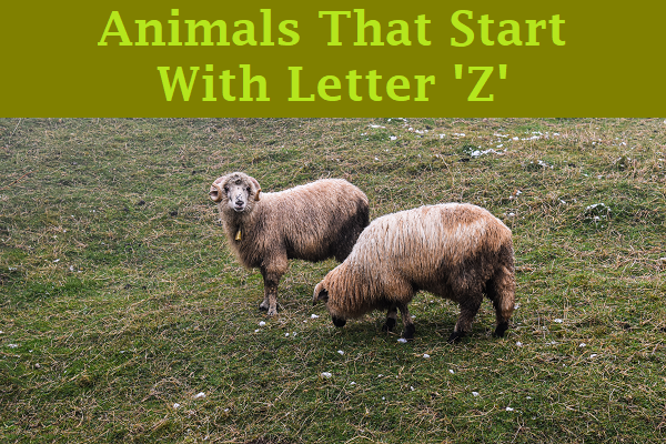Animals Begins With Z
