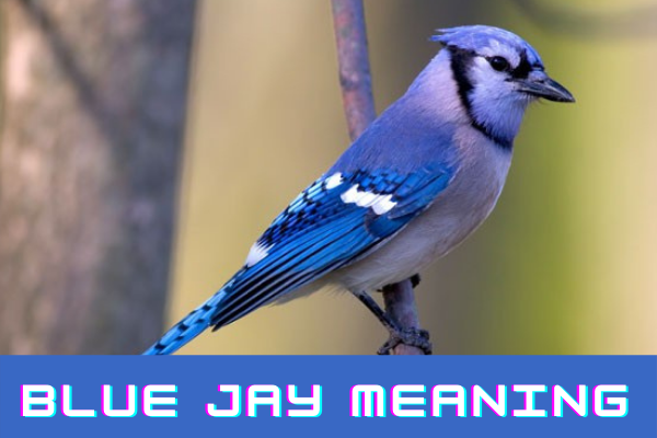 Blue Jay Meaning