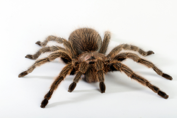 Tarantula Dream Tarantula Dream Meaning