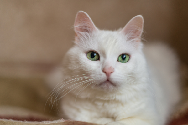 White Cat Dream White Cat Dream Meaning