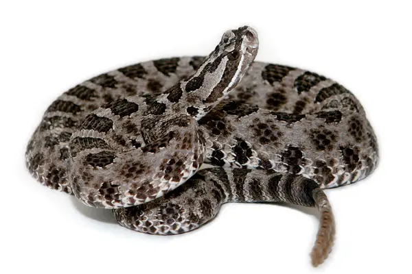 Dream About A Rattlesnake 