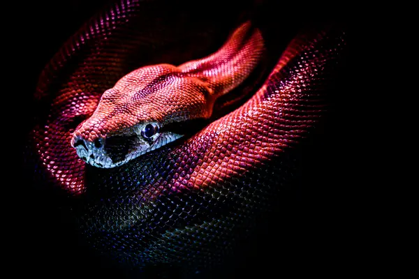 Red Snake Dream