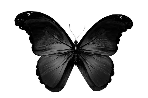 Black Butterfly Meaning