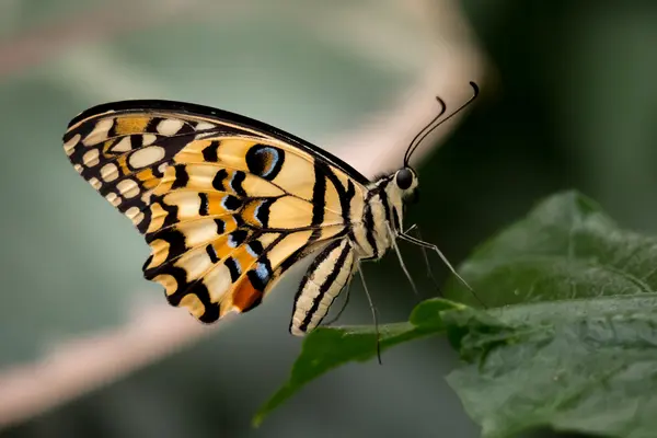 Black and Yellow Butterfly Meaning