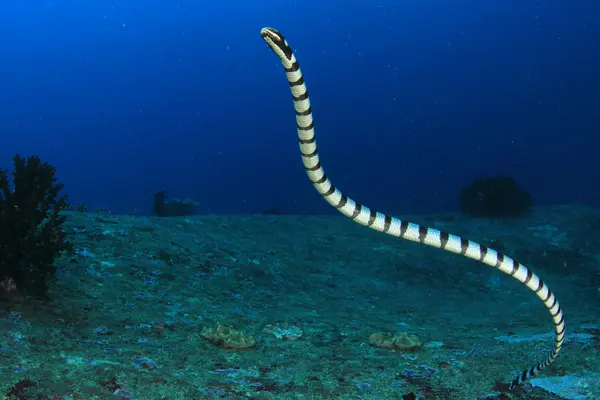 Dream of Snakes in Water