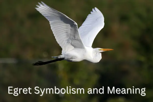 Egret Symbolism and Meaning (Totem, Spirit, and Omens) - Ink Fruit