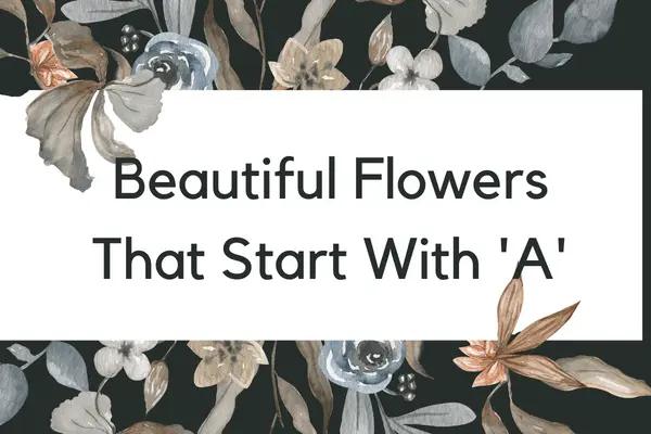 Flowers That Start With A