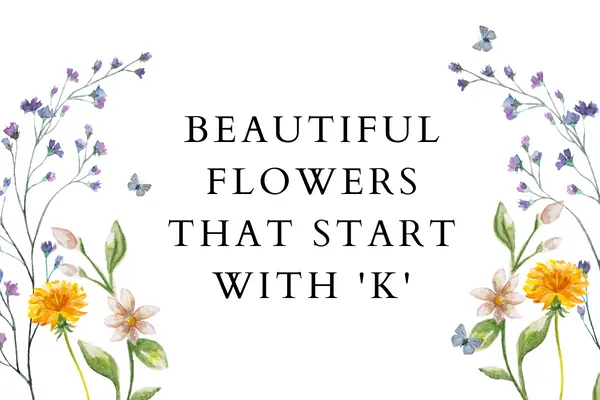Flowers That Start With K