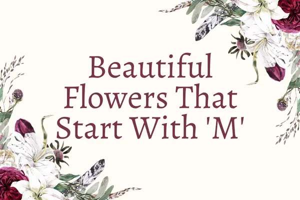 Flowers That Start With M