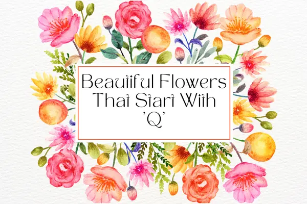 Flowers That Start With Q