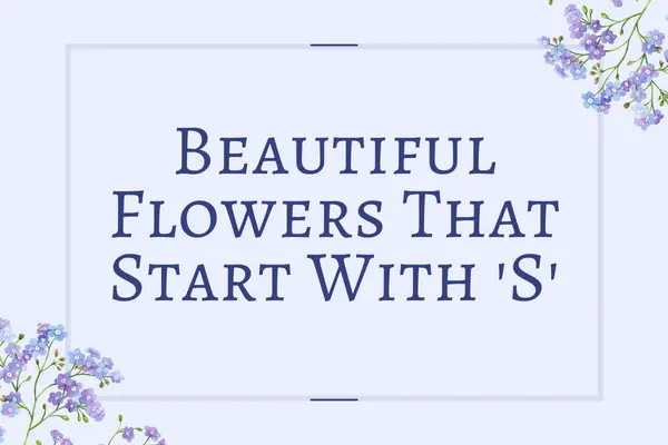 Flowers That Start With S