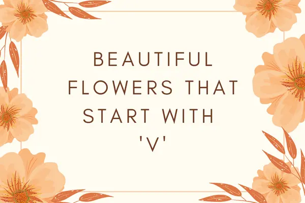 Flowers That Start With V