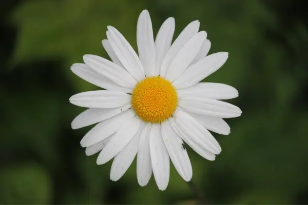 Daisy Flower Meaning, Symbolism & Mythology - Ink Fruit